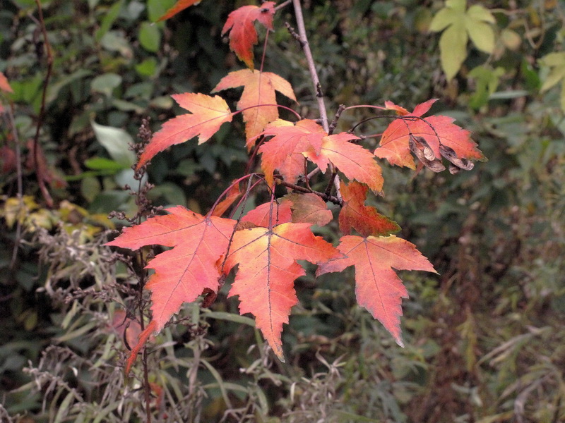 Image of Acer ginnala specimen.