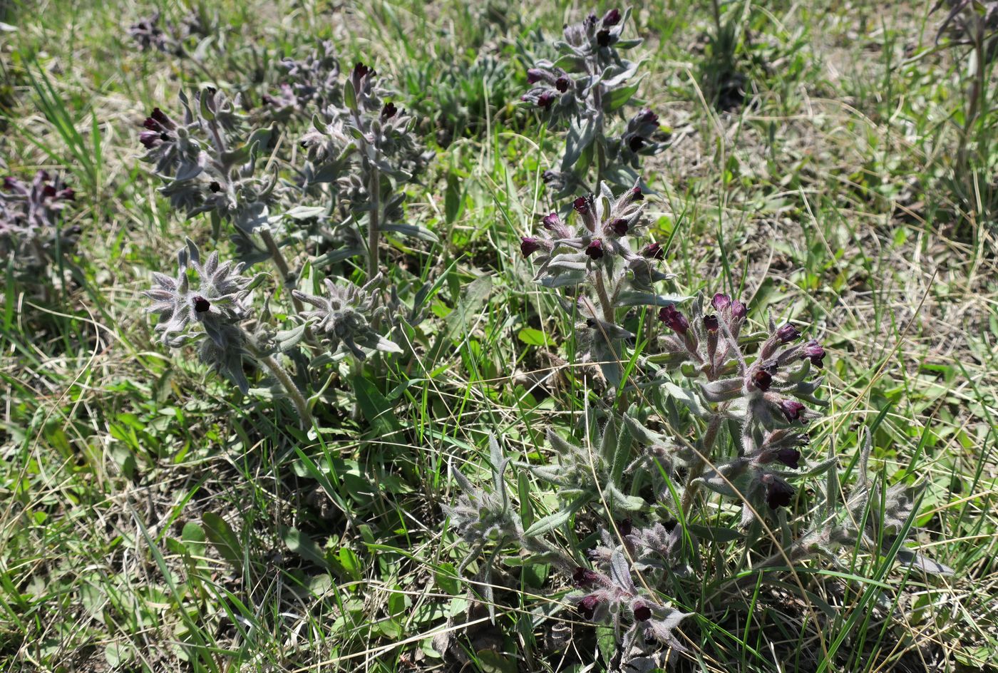 Image of Nonea rossica specimen.
