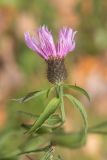 Centaurea phrygia