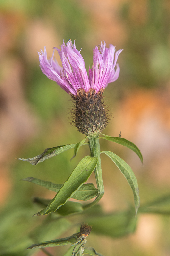 Изображение особи Centaurea phrygia.