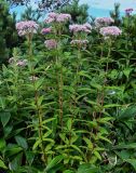 Eupatorium glehnii. Цветущие растения в сообществе с Sasa. Курильские о-ва, о-в Кунашир, склон вулкана Головнина, ≈ 400 м н.у.м., опушка смешанного леса. 20.08.2022.