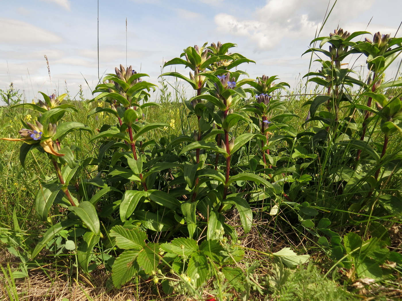 Изображение особи Gentiana cruciata.