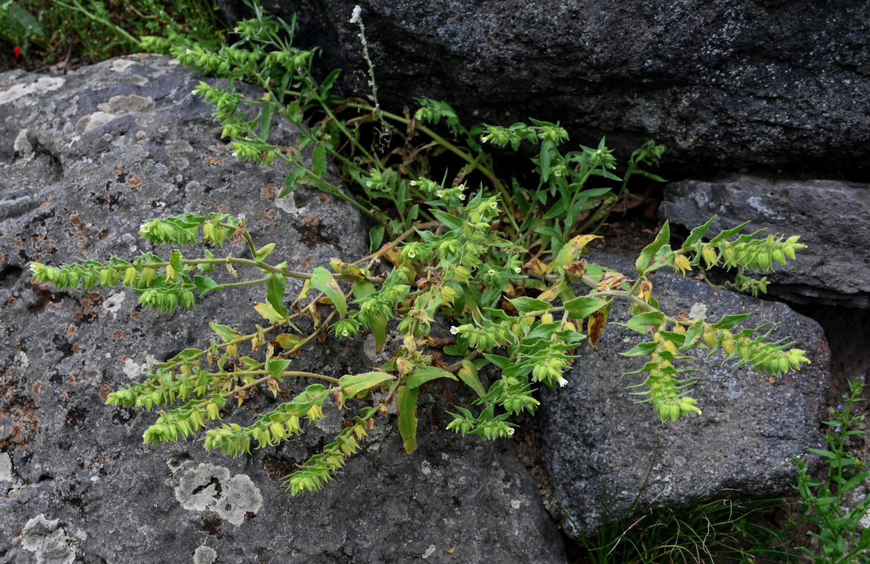 Изображение особи Nonea lutea.