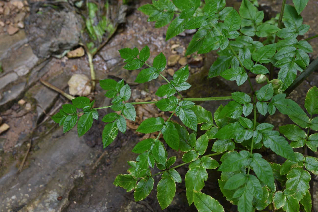 Image of Angelica pachyptera specimen.