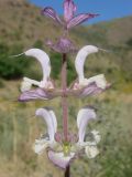 Salvia sclarea