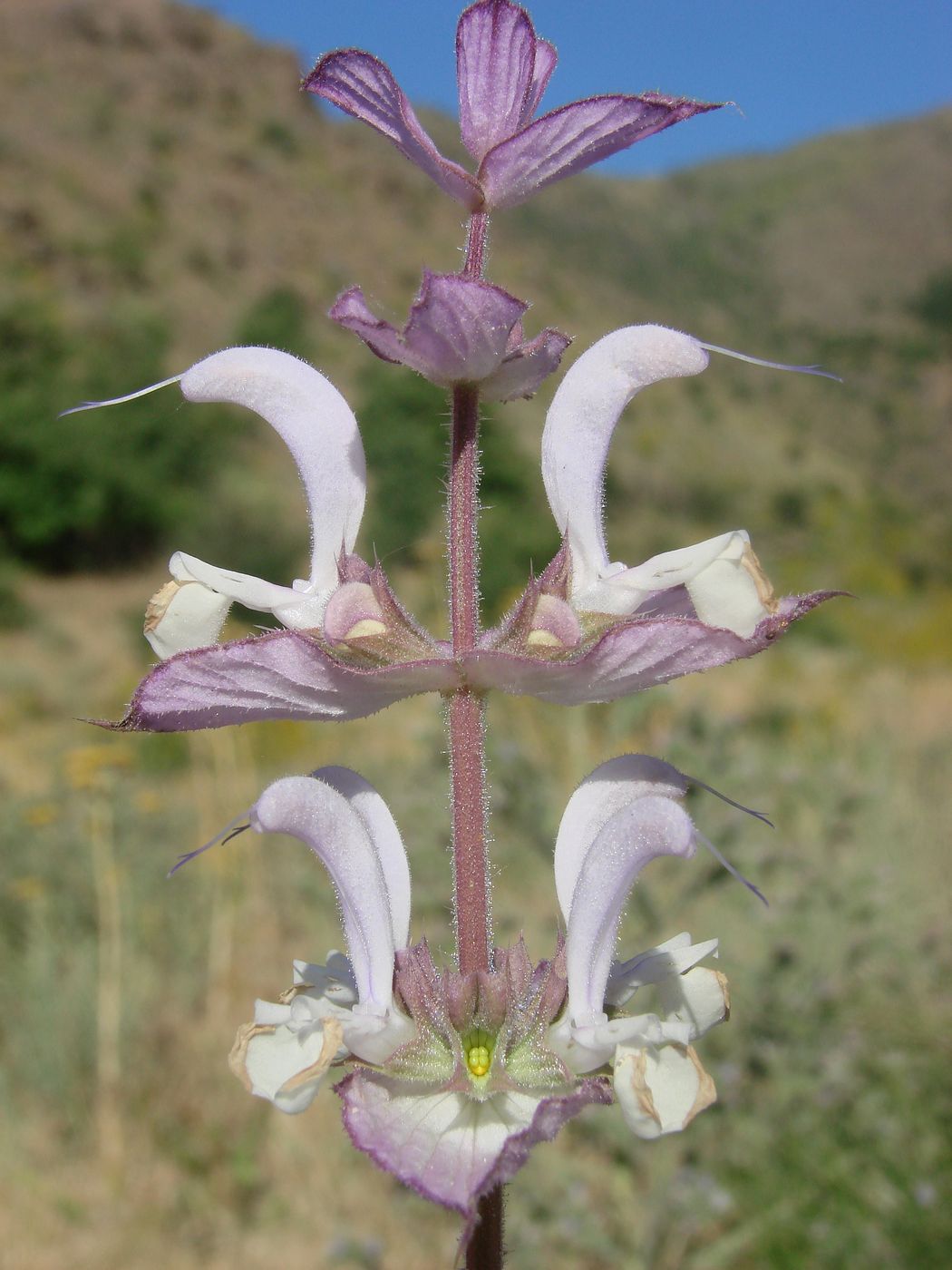 Изображение особи Salvia sclarea.