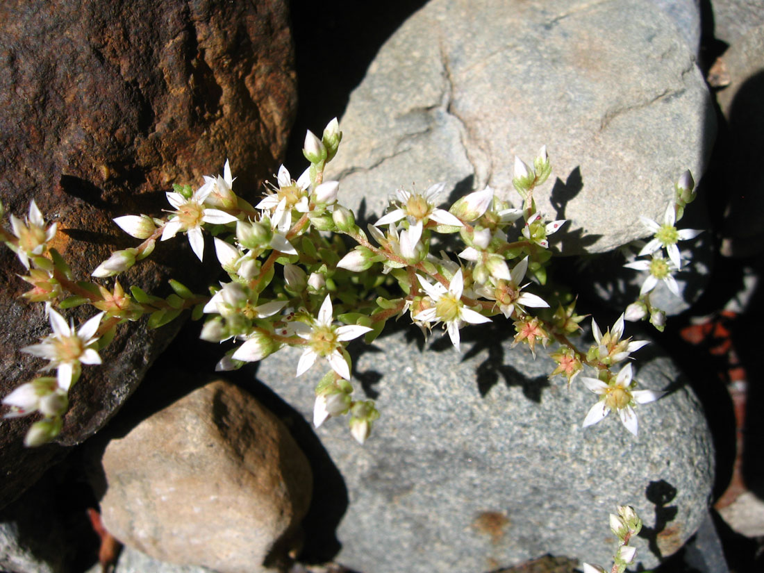 Image of Sedum gracile specimen.
