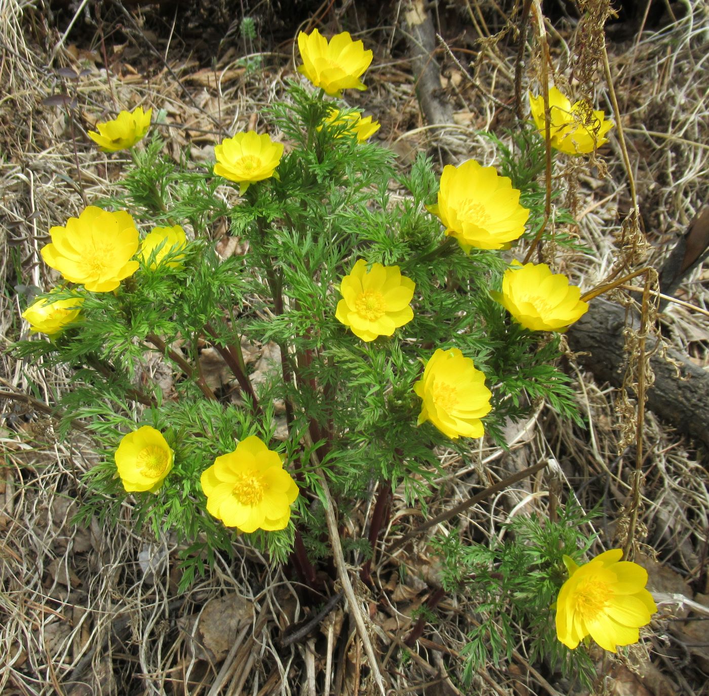 Image of Adonis apennina specimen.