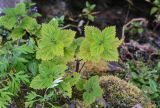 Urtica platyphylla
