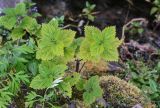 Urtica platyphylla