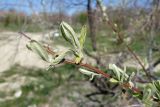 Elaeagnus angustifolia. Веточка с формирующимися побегами. Краснодарский край, г Новороссийск, окраина дендропарка. 31.03.2024.