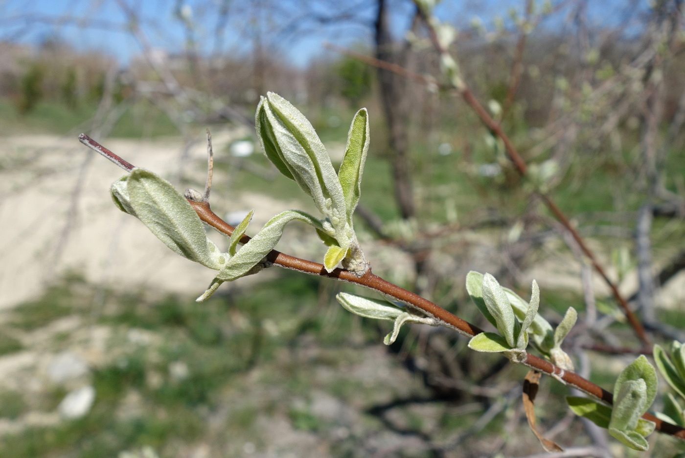 Изображение особи Elaeagnus angustifolia.