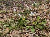 род Ornithogalum. Цветущие растения в сообществе с Taraxacum. Испания, автономное сообщество Каталония, провинция Жирона, комарка Сельва, муниципалитет Сускеда, комплекс «Святой Дом Фар» (Santuari de la Mare de Déu del Far), 1112 м н.у.м., опушка широколиственного леса, зона отдыха при комплексе. 19.04.2024.