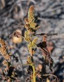 Amaranthus retroflexus