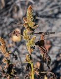 Amaranthus retroflexus