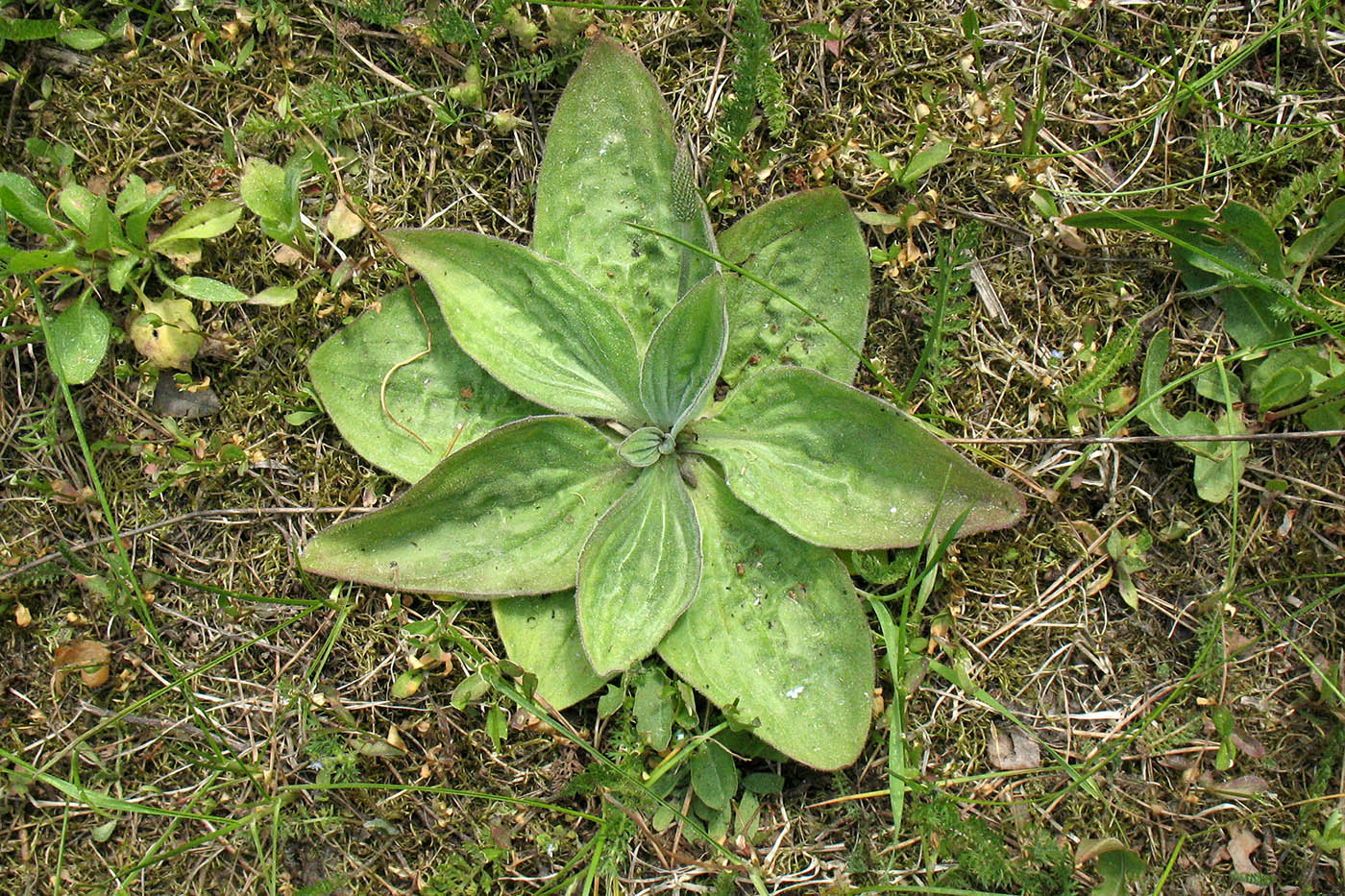 Image of Plantago media specimen.