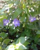 Vinca major