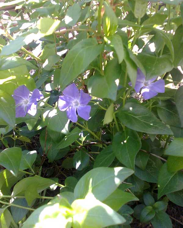 Image of Vinca major specimen.