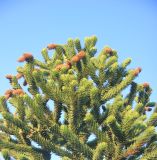Araucaria araucana