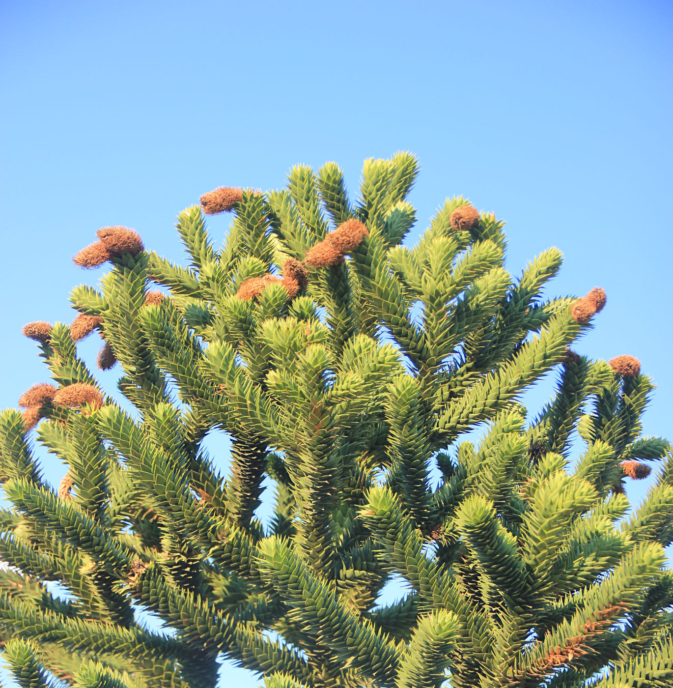 Изображение особи Araucaria araucana.