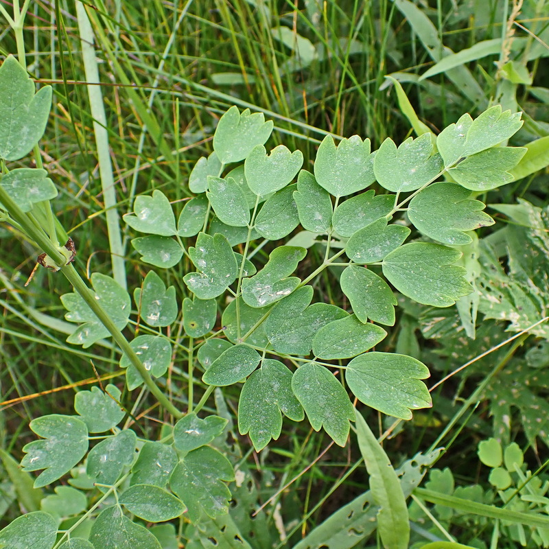 Изображение особи Thalictrum minus.