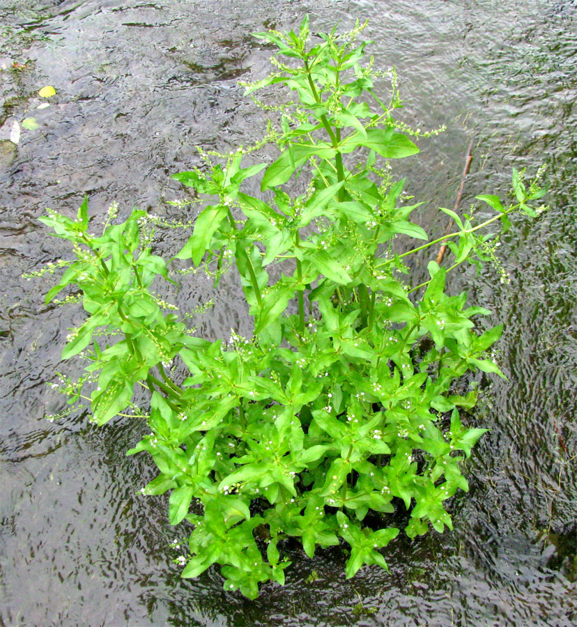 Image of Veronica anagallis-aquatica specimen.