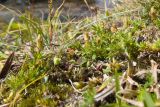 genus Minuartia