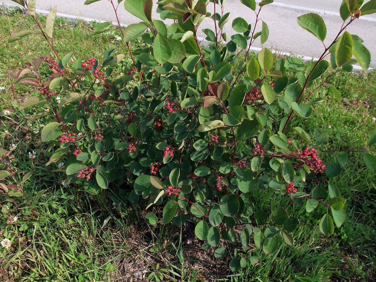 Image of Amelanchier spicata specimen.
