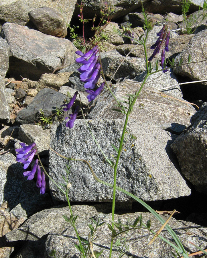 Image of Vicia varia specimen.