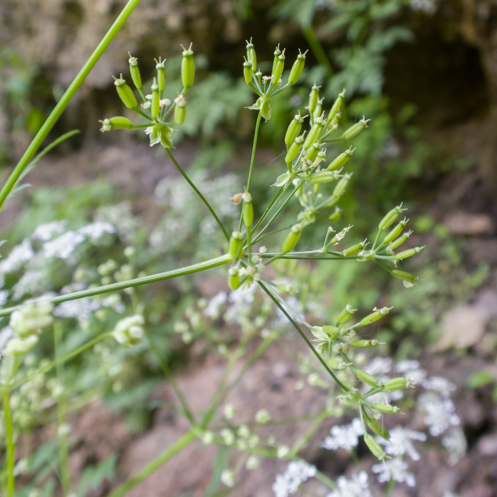 Изображение особи Anthriscus sylvestris var. nemorosa.