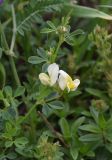Medicago × varia