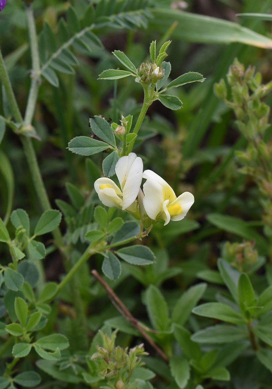 Image of Medicago × varia specimen.