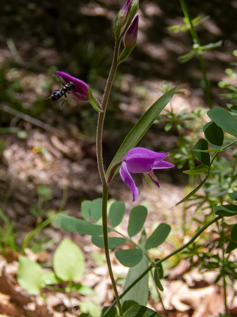 Image of Cephalanthera rubra specimen.