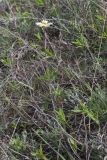 Anemone sylvestris