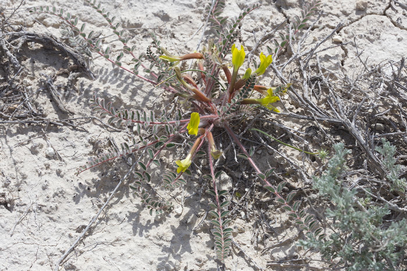 Изображение особи Astragalus longipetalus.