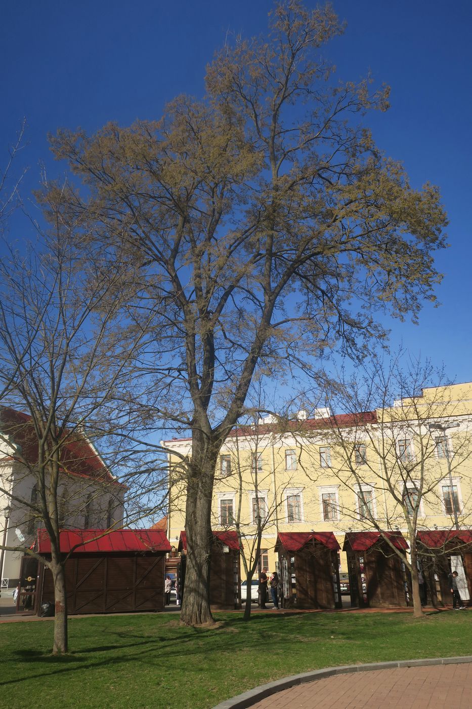 Изображение особи Ulmus laevis.