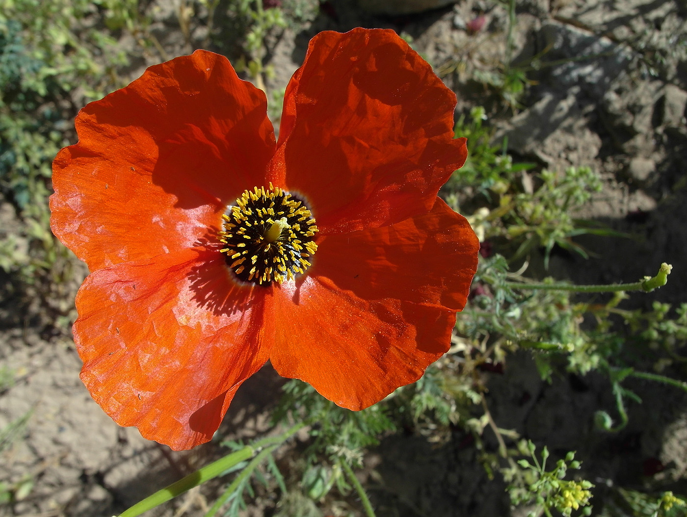 Image of Roemeria refracta specimen.
