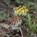 View full-size image Anthyllis taurica