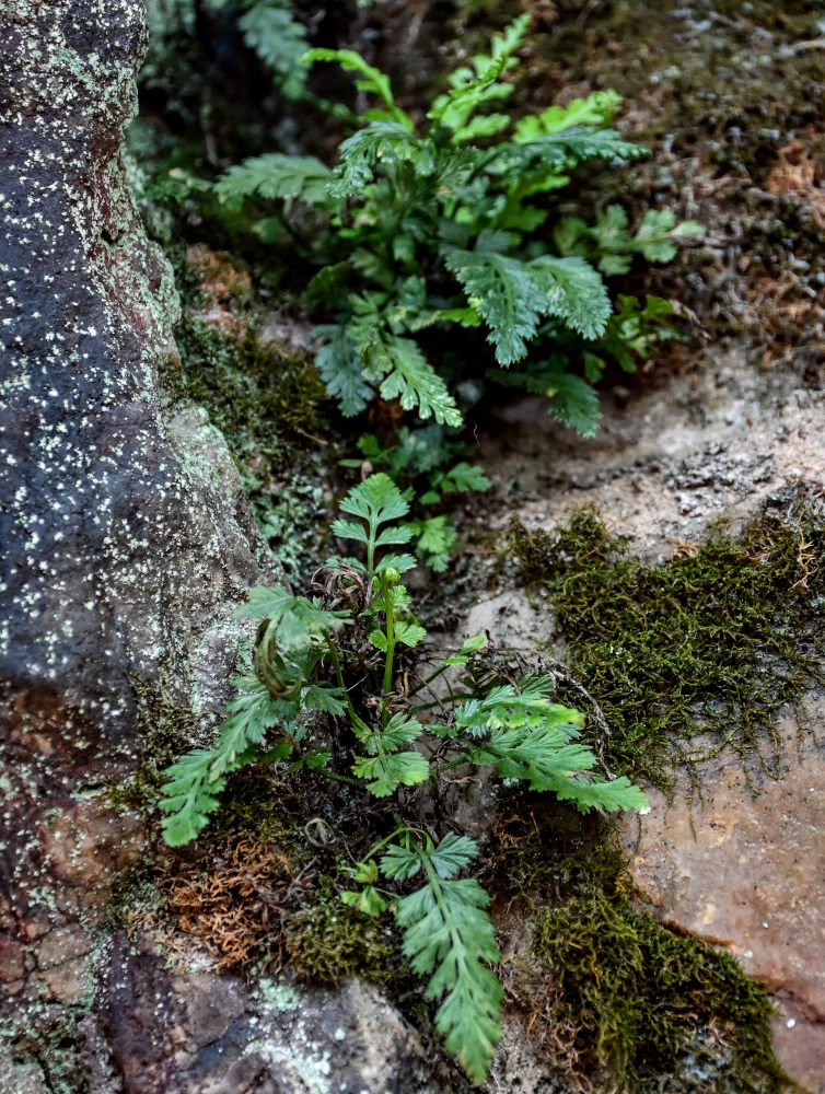 Image of Asplenium pekinense specimen.
