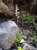 Pyrola rotundifolia. Цветущее растение. Узбекистан, Ташкентская обл., Угам-Чаткальский национальный парк, дол. р. Ойгаинг возле устья ур. Аккапчигай, берег горной реки, под пологом Betula tianschanica, ок. 2400 м н.у.м. 27.06.2025.