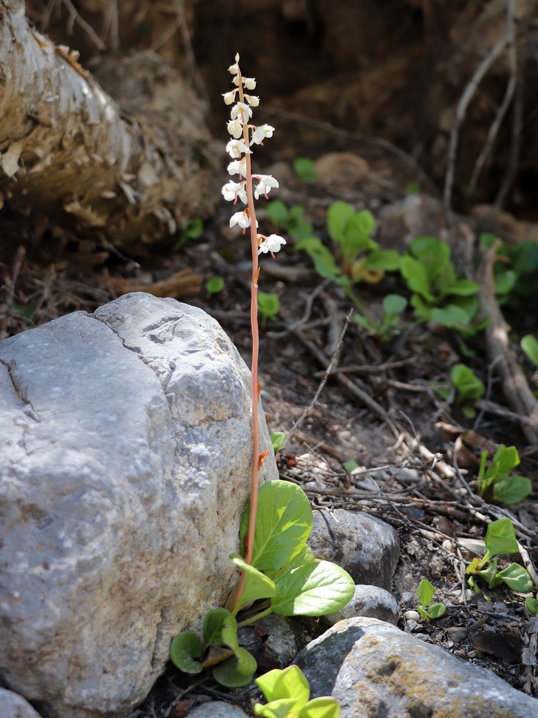 Image of Pyrola rotundifolia specimen.