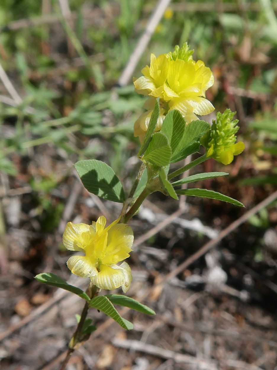 Image of Trifolium aureum specimen.