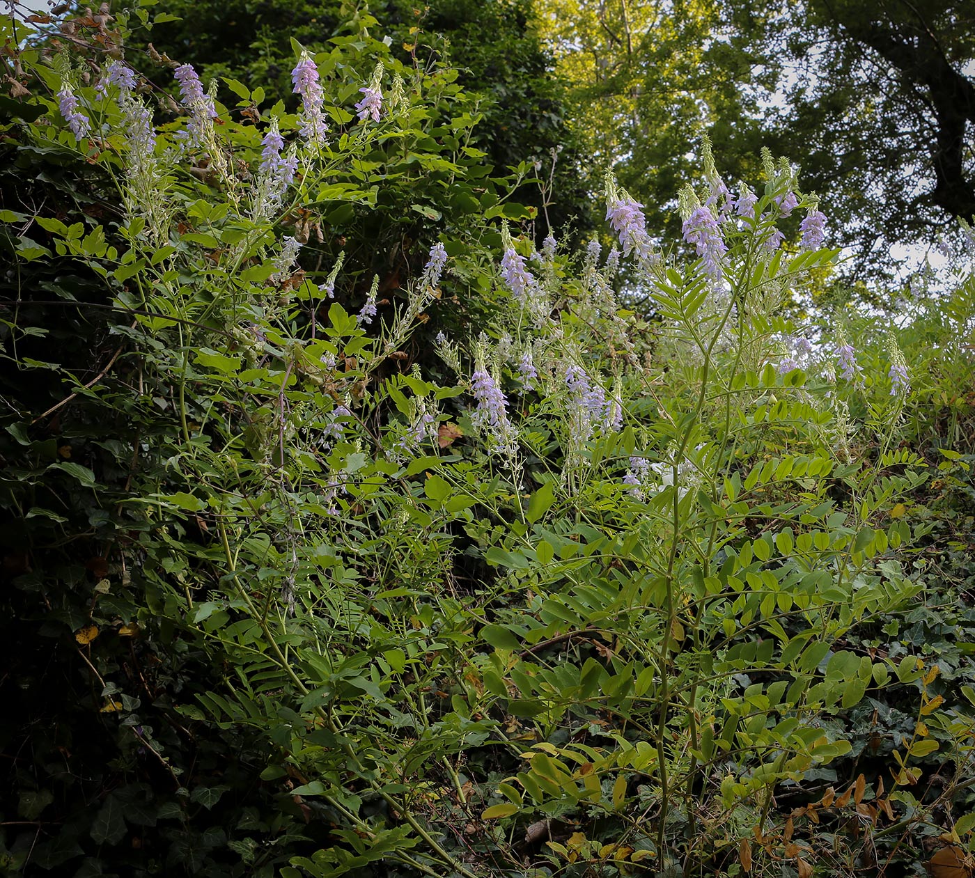 Изображение особи Galega officinalis.