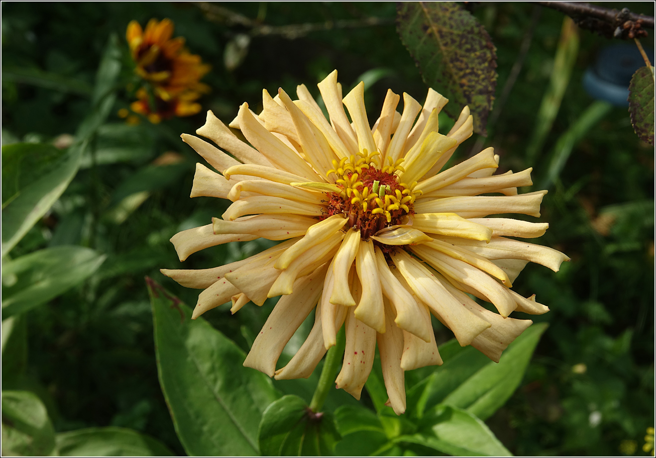 Image of Zinnia elegans specimen.