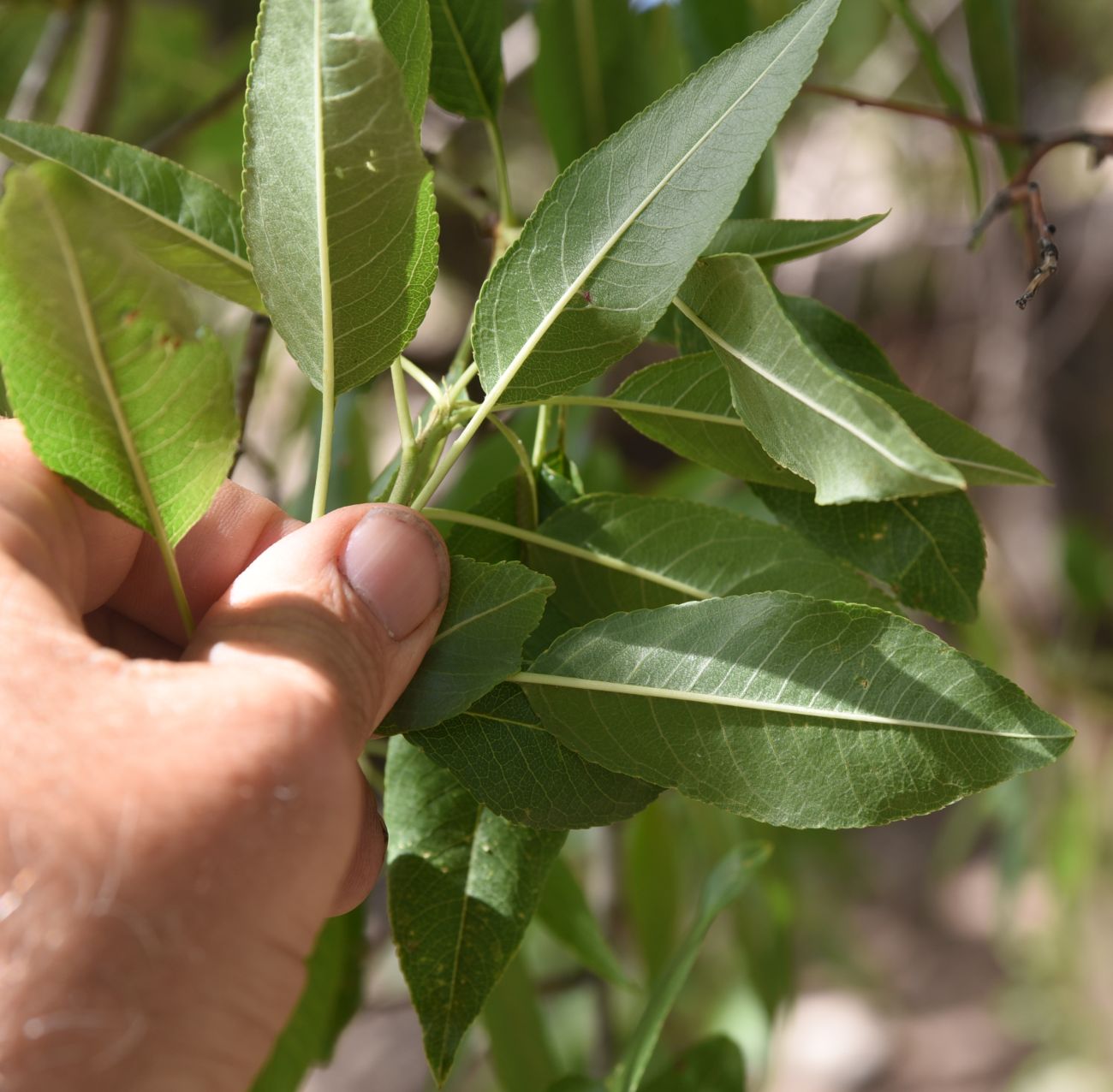 Image of Unknown species specimen.