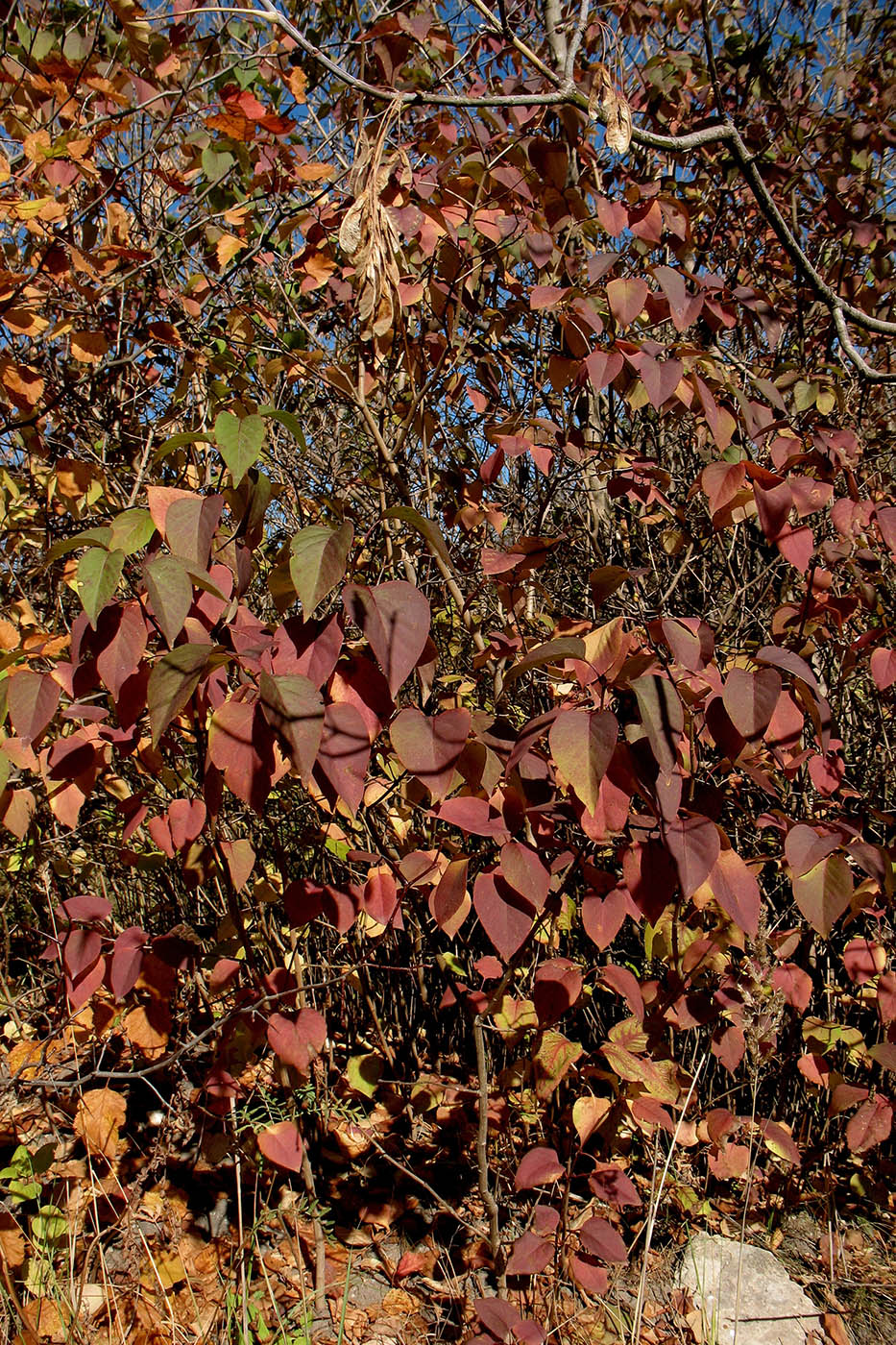 Image of Syringa vulgaris specimen.