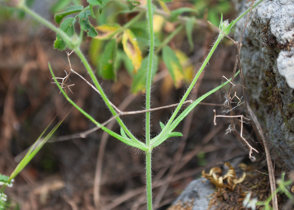 Изображение особи Knautia integrifolia.