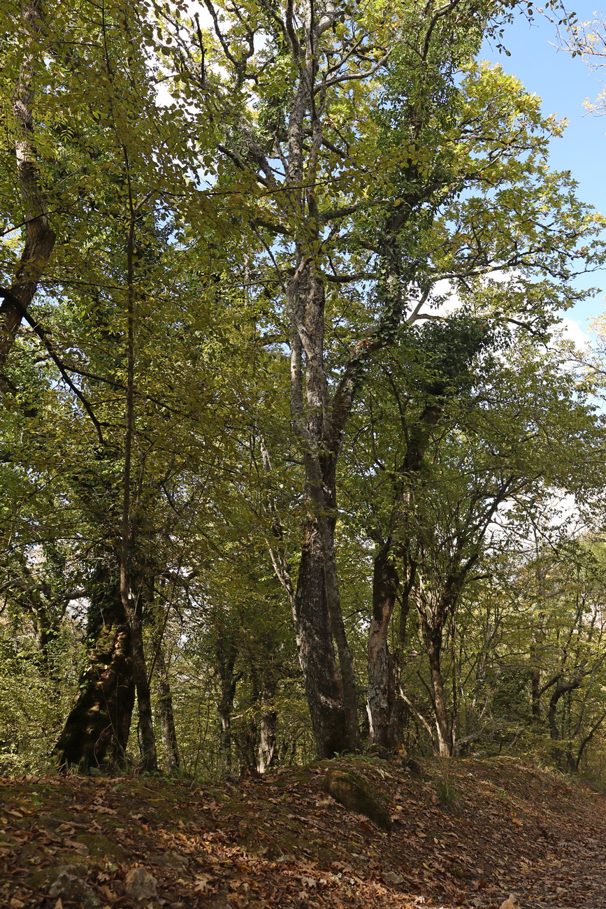 Изображение особи Quercus calcarea.