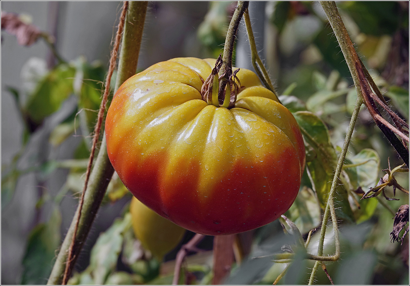 Изображение особи Lycopersicon esculentum.