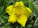 Potentilla anserina. Цветок. Нидерланды, провинция Groningen, национальный парк Lauwersmeer, у обочины дороги. 3 июня 2006 г.